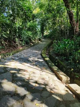 Stone path in the middle of the forest Stock Photos