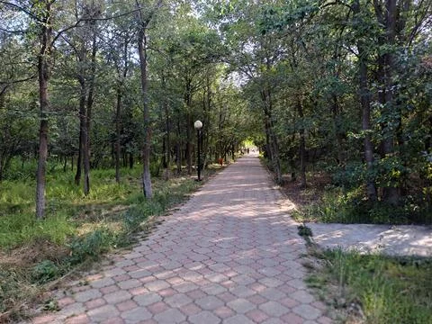 A stone path in the park among the trees Stock Photos