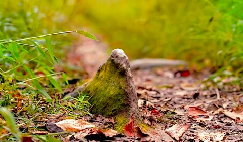 Stone on the path Stock Photos