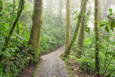 Stone path in rainforest Monteverde Costa Rica Stock Photos