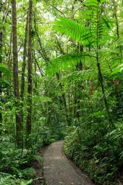 Stone path in rainforest Monteverde Costa Rica Stock Photos