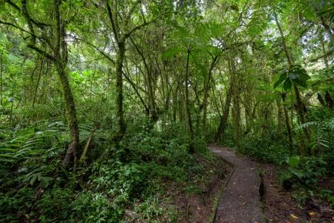Stone path in rainforest Monteverde Costa Rica Stock Photos