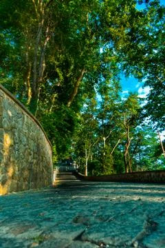 Stone path rising up under trees Foto stock