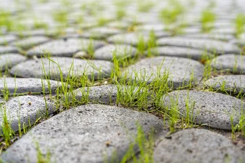 A stone path with sprouted green grass Foto stock
