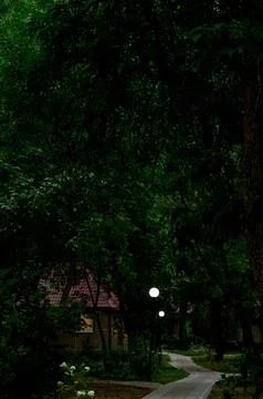 Stone path surrounded by greenery and trees. Stock Photos