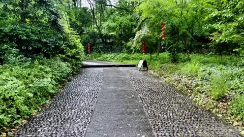 A Stone Path Surrounded by Greenery Stock Footage 312981923