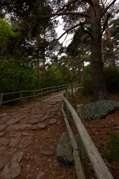 A stone path surrounded by pine tree Stock Photos