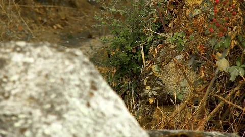 Stone Path Texture Focus Stock Footage 79641581