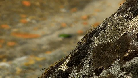 Stone Path Texture Focus Stock Footage 79641819