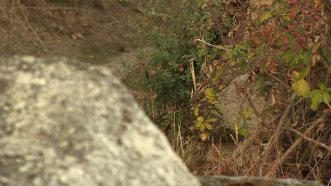 STONE PATH TEXTURE FOCUS Stock Footage 90180669