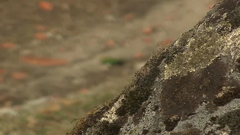 STONE PATH TEXTURE FOCUS Stock Footage 90180936