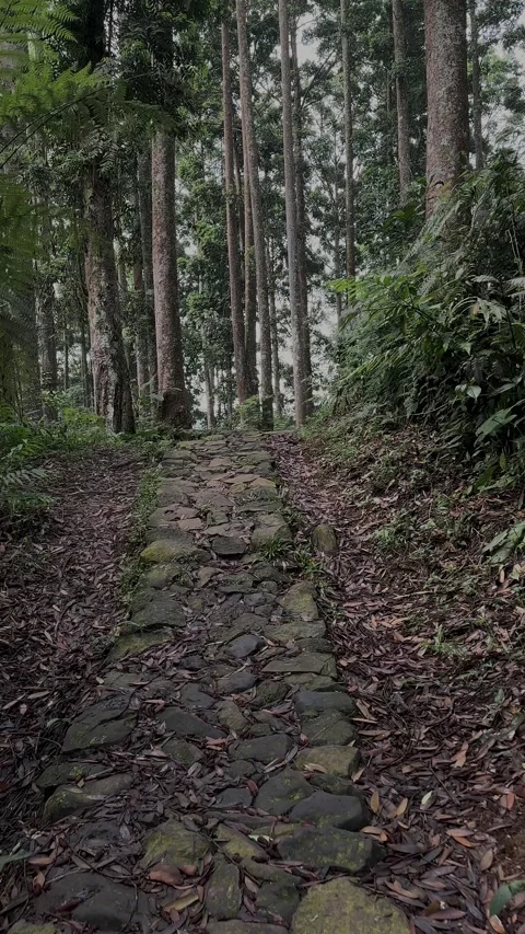 Stone Path Through Dense Green Forest, POV Tracking Shot, Vertical Stock Footage 321104680