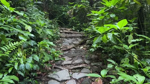 Stone Path Through Dense Tropical Rainforest, Forward Walking POV Shot Stock Footage 324783195
