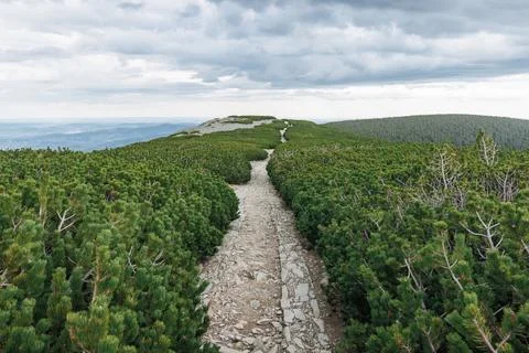 A stone path through dwarf mountain pine trees in the Karpacz Mountains, Po.. Stock Photos