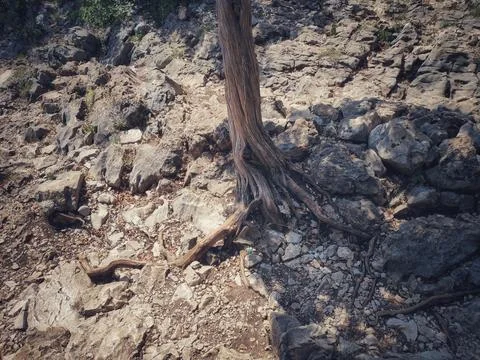 Stone Path Through Untamed Wilderness Landscape Stock-Fotos