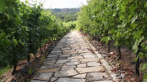 Stone path through vineyard landscape in summer Stock Footage 33943066