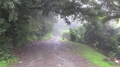 Stone path in tropical jungle during rainy season with mist and big green plants Stock Footage 160277813