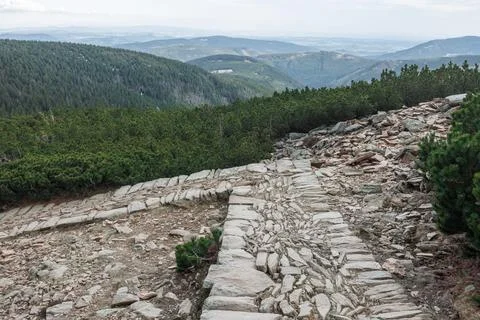 A stone path turning at right angles through dwarf mountain pine trees in t.. Stock Photos