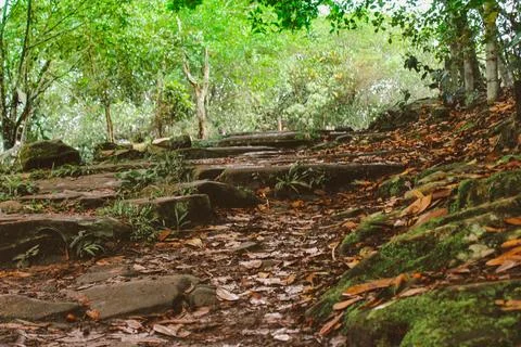 Stone path to walk between trees, fallen leaves on the ground Stock Photos