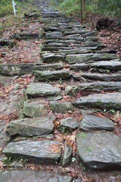 Stone path winding through forest in autumn with fallen leaves and greenery Foto stock