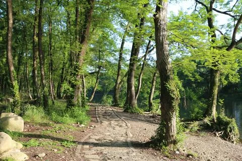 Stone path winding through a leafy riverside woodland with tall trees and d.. Stock Photos