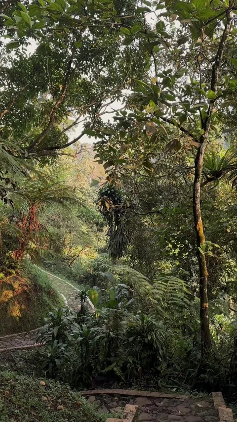 Stone Path Winding Through Lush Green Jungle, Tracking Shot, Vertical 스톡 동영상 321103965