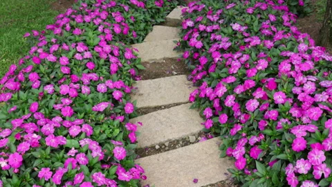 Stone path winding through purple impatiens flowers 스톡 동영상 341961285