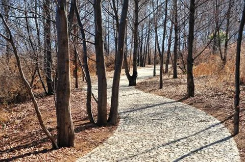 Stone path in wood Foto stock