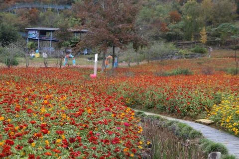 Stone pathway curving through a vast field of blooming red and yellow zinni.. Stock Photos