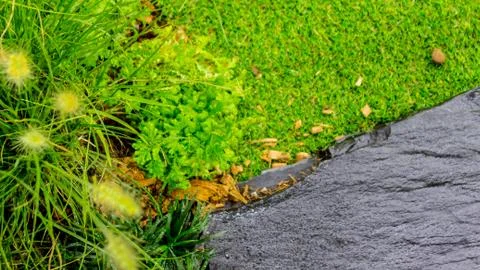 Stone pathway in garden. Stock-Fotos