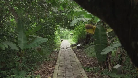 Stone pathway leading through a lush green tropical forest Stock Footage 320965075
