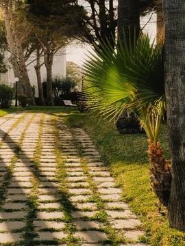Stone pathway meandering through verdant garden, palm trees surrounding grassy Stock Photos
