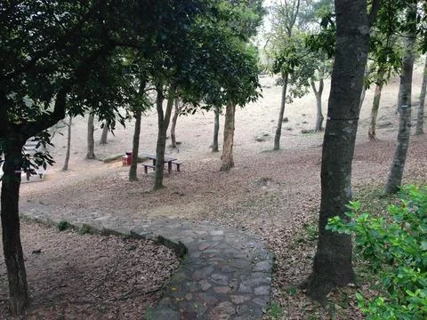 Stone pathway through forest with scattered leaves Stock Photos