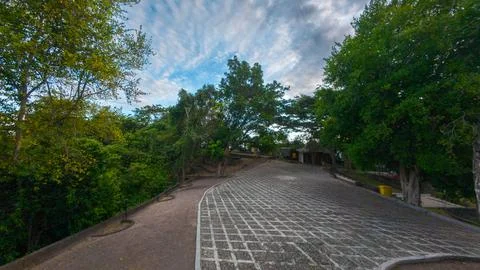 Stone Pathway Through Lush Greenery 스톡 사진
