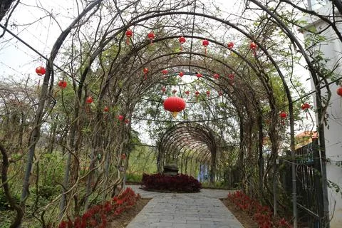 Stone pathway through a vine-covered arched trellis decorated with hanging .. Stock Photos