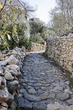Stone pathway trees Stock Photos