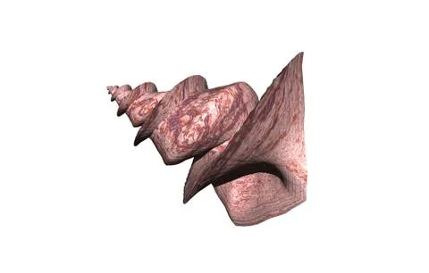 Stone patterned spiral snail shell Illustrazione stock