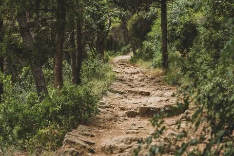 Stone Paved Path in the Pine Woods in Croatia Stock Photos