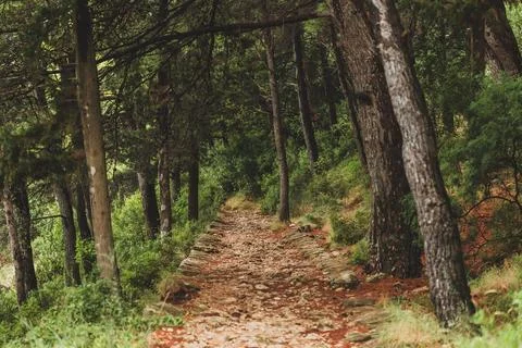 Stone Paved Path in the Pine Woods in Croatia Stock Photos