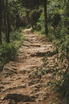 Stone Paved Path in the Pine Woods in Croatia Stock Photos