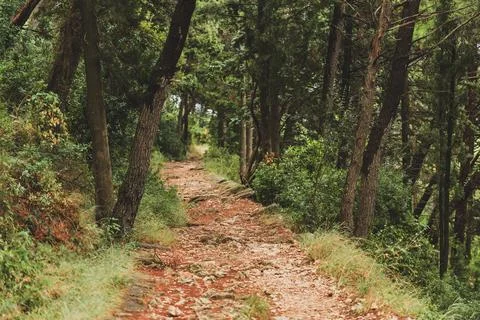 Stone Paved Path in the Pine Woods in Croatia Stock Photos