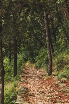 Stone Paved Path in the Pine Woods in Croatia Stock Photos
