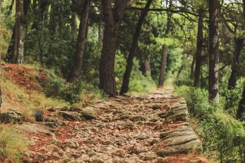 Stone Paved Path in the Pine Woods in Croatia Stock-Fotos