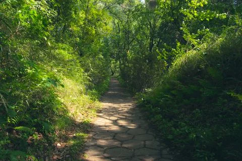 Stone paved path with trees on both sides in summer Stock-Fotos