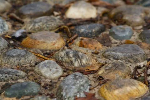 Stone paved way Stock Photos