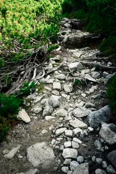Stone pavement in knee timber Stock Photos