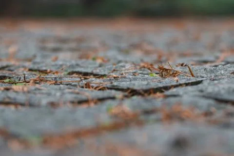 Stone pavement texture Stock Photos