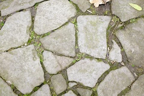 Stone Paving With Texture Showing Cracks and Moss in a Garden Setting Near .. Stock Photos