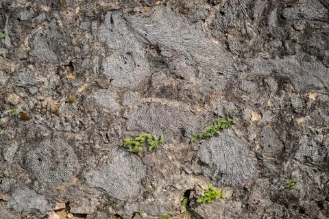 Stone Pebble Texture Pattern pavement marine texture Stock Photos