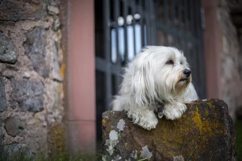On the stone Stock Photos